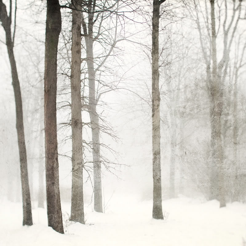 snow trees